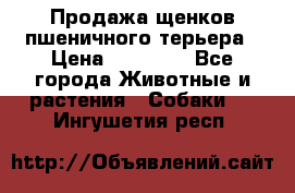 Продажа щенков пшеничного терьера › Цена ­ 30 000 - Все города Животные и растения » Собаки   . Ингушетия респ.